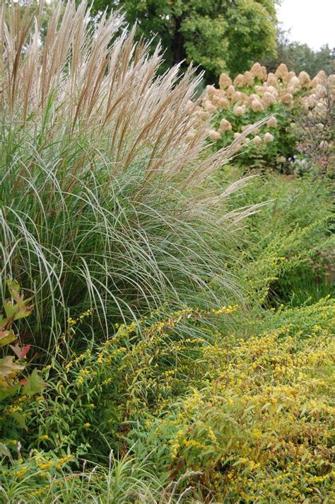 Join roy diblik to celebrate the release of his new book, the know maintenance perennial garden (timber press, march 2014). Roy Diblik's Northwind Perennial Farm | Perennials ...