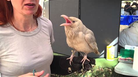 Bird announces bird pay, a feature that allows bird riders to discover and purchase items from local businesses using the bird app. Albino Raven at Bird Fest In Los Angeles - YouTube