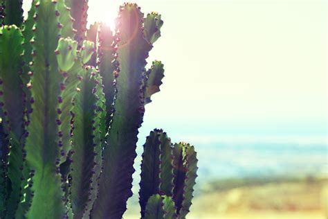 Desert Cactus Sunset And Sunrise 4k Hd Wallpaper