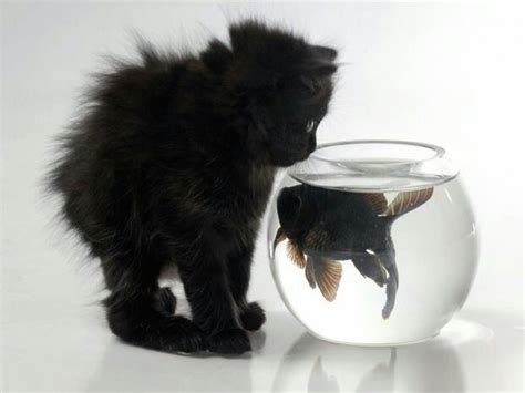 Black Cat N A Fancy Goldfish Black Cat Cool Cat Trees Black Animals