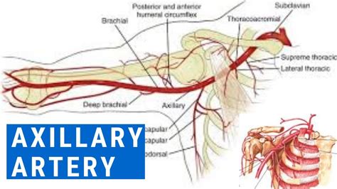 Axillary Artery Full Explanation Youtube