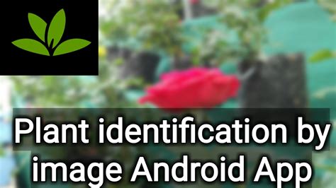 If you want to be an actual plant lover, you need to have this app installed on. Planet plant identification by image Android App - YouTube