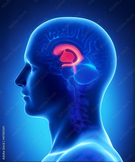 Brain Ventricles Anatomy Cross Section Stock Illustration Adobe Stock