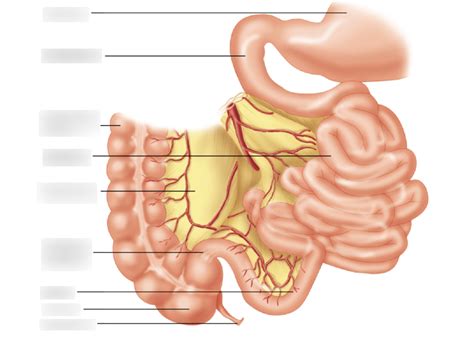 Small Intestine Diagram Anatomy Diagram Media