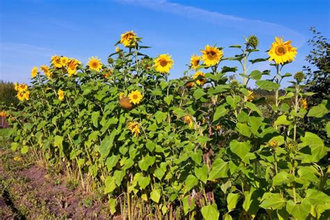A Complete Guide To Selecting And Growing Sunflowers Garden And Greenhouse