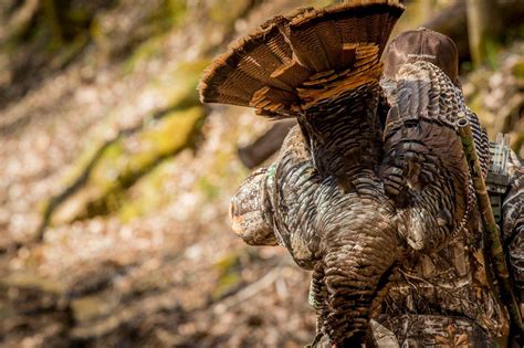 Tips For Hunting Turkeys Alone Realtree Camo