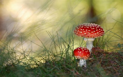 Poisonous Mushrooms Wallpapers And Images Wallpapers Pictures Photos