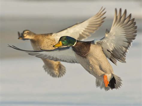 Puddle Ducks Hunting Fin And Field