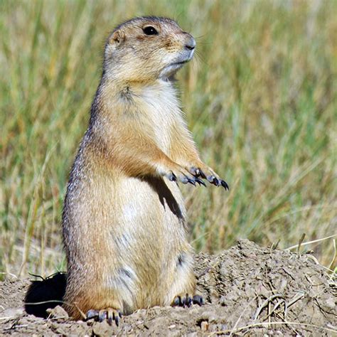 Plague Riddled Prairie Dogs A Model For Infectious Disease