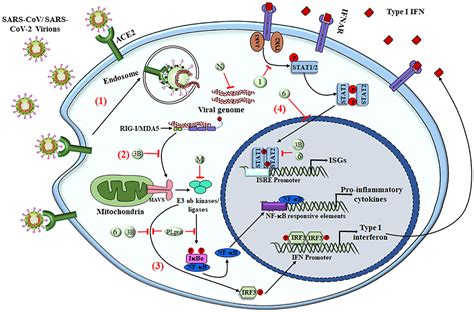 Frontiers Overview Of Immune Response During Sars Cov 2 Infection