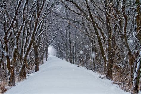 Snowy~tree Tunnel With Images Snow Winter Wonder Scenic