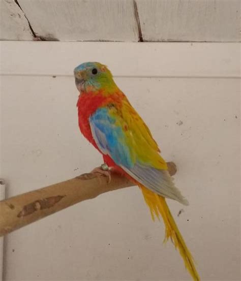 Golden Opaline Turquoisine Parakeets 2018 For Sale Birdtrader