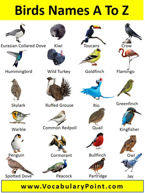 Bird Pictures With Names