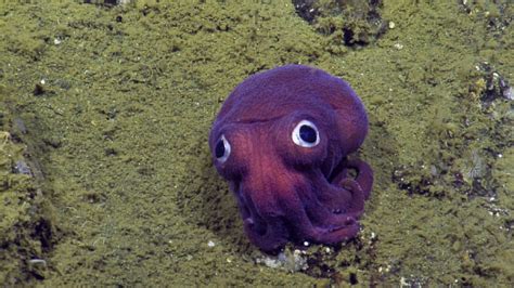 California Scientists Floored By Discovery Of Strange Looking Squid