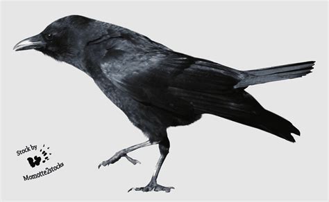 New Caledonian Crow Crow Family American Crow Crow Like Bird Crows Rook Perching Bird