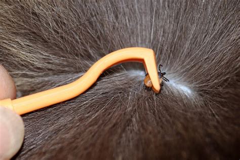 How To Safely Remove A Tick From Your Cat My Pet And I