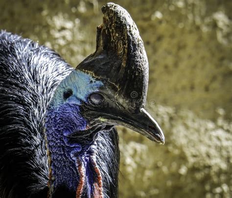 Cassowary Flightless Bird Stock Images Download 591 Royalty Free Photos