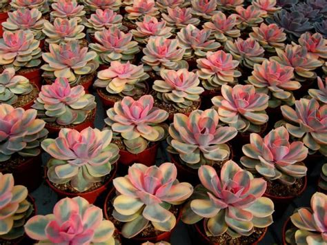 Rainbow Succulents Bring A Magical Burst Of Colour To Your Garden