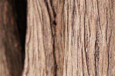 Old Tree Bark Structure Stock Image Image Of Material 110689725