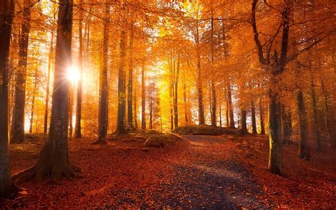 Autumn Forest Trees Yellow Leaves Autumn Sunset Hd Wallpaper Peakpx