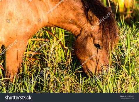 Portrait Nice Horse Eating Grass Stock Photo 353674085 Shutterstock