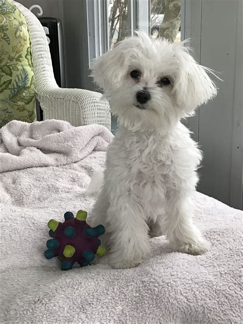 A Small White Dog Sitting On Top Of A Bed Next To A Stuffed Animal Toy