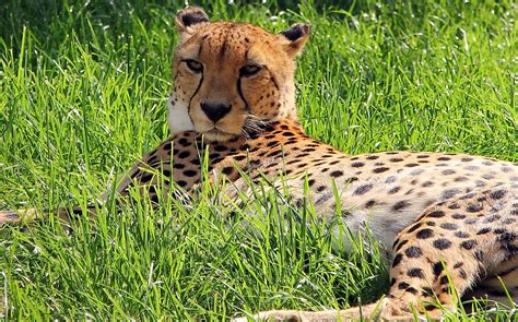 How Did India Lose The Cheetah? - WorldAtlas