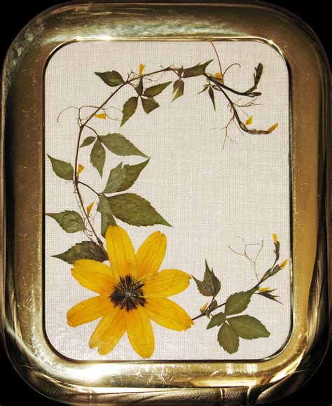 Evelyn Ruhnke Pressed Flowers Algona, Iowa 50511 | Pressed flower art, Dried flowers, Pressed ...