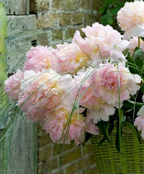 Peony Top Brass Herbaceous Peonies Flower Bulb Index Bulb Flowers
