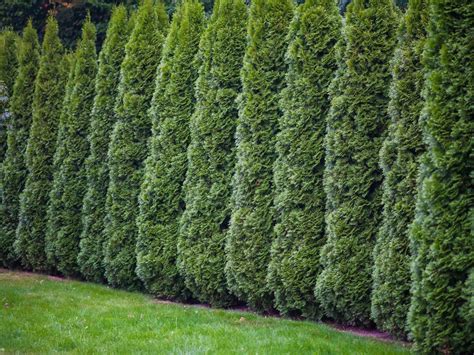 Fast Growing Privacy Shrubs Best Trees For Privacy Shrubs For Privacy