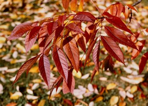 Species Spotlight Ash Trees Under Threat West Virginia Botanic Garden