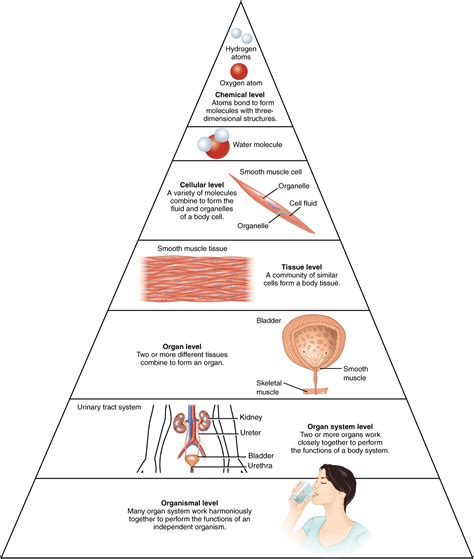 11 Structural Organization Of The Human Body Human Biology