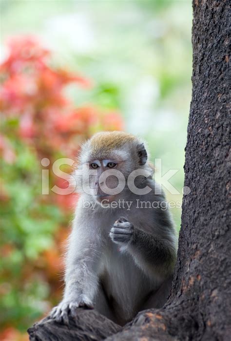 Monkey Stock Photo Royalty Free Freeimages