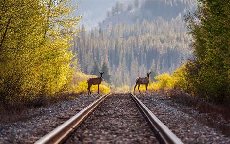 Deer Timber Railroad Rails Train Wallpapers Hd
