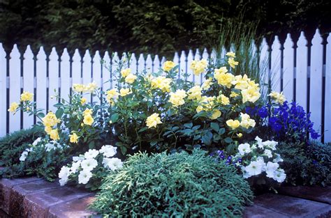 We did not find results for: Flower Carpet Yellow Roses | Yellow roses, Flowers, Public ...