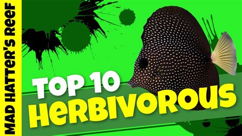 Top 10 Herbivore Saltwater Fish Youtube