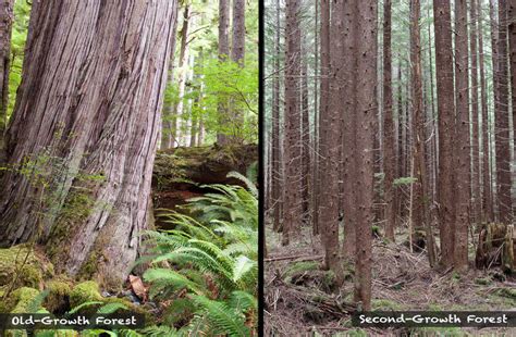 Video Old Growth Forests Vs Second Growth Plantations The