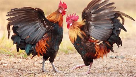 Our 13 Favorite Rooster Breeds Including Pictures 2021