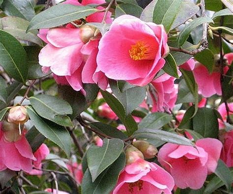 Get the best deal for full sun flowerings seeds from the largest online selection at ebay.com. Camellia, The Prettiest Flowering Shrub - GardenSite.co.uk