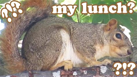 Ground Squirrel In The Wild Grey Gray Squirrels Animal