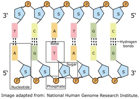 What Is Dna Nucleotides Bases And Information Storage Hubpages