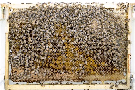 Please read through all the code in those two files to get a detailed information of how it test the training cascade object detector: object - Matlab Cascade train for bees counting - Stack ...