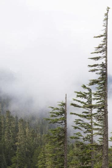 Washington Mount Rainier National Park Evergreen Trees In Fog