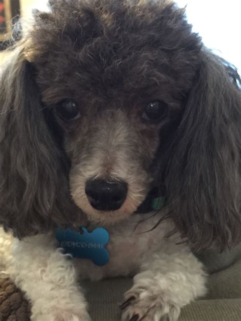 Find cockapoo puppies for sale with pictures from reputable cockapoo breeders. Pin by susan sims on Toy Parti Poodles | Dogs, Poodle, Animals