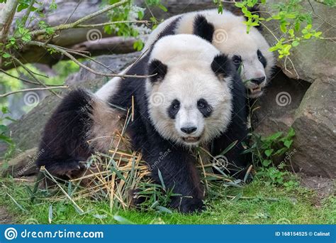 Giant Pandas Bear Pandas Stock Image Image Of Playful 168154525