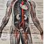 Beautiful Anatomy Human Body Illustration 1923 Showing The