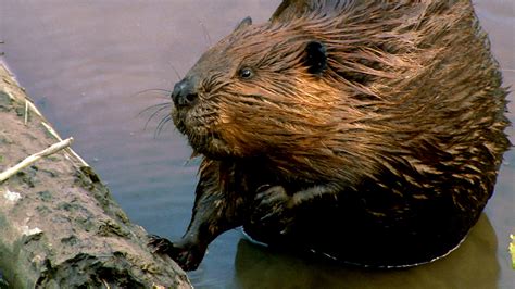 Leave It To Beavers Beaver Photos Beavers At Work Nature Pbs