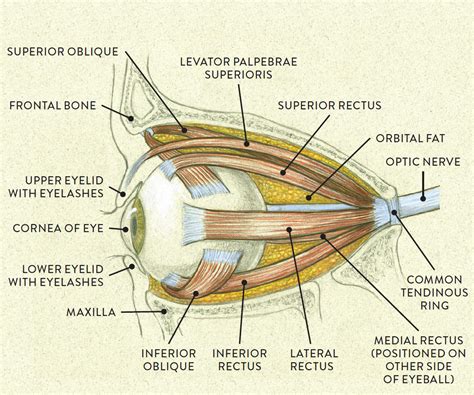 Left Eye Lateral View