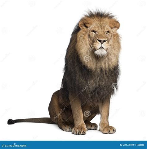 Lion Panthera Leo 8 Years Old Sitting Stock Photo Image Of Sitting