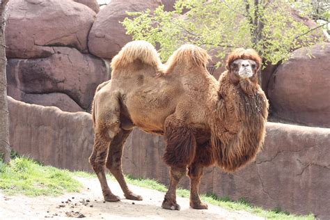 Double Hump Camel St Louis Zoo Missouri St Louis Mi